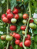 Solanum Rozmarin Pound