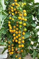 Solanum Amber Necklace
