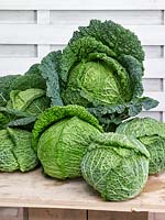 Brassica Cabbage Rolls