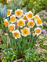 Narcissus Large Cupped Amadeus Mozart