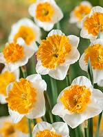Narcissus Large Cupped Amadeus Mozart