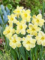 Narcissus Split-Corona Cassata