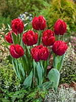 Tulipa Double Early Foxtrot Red