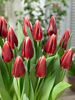 Tulipa Triumph Vampire