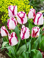 Tulipa Triumph Affaire