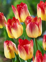 Tulipa Triumph Suncatcher
