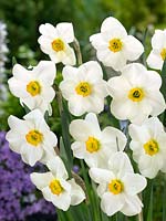 Narcissus Small Cupped Lancaster