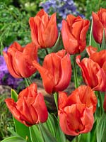 Tulipa Triumph Yokohama Orange