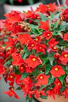 Begonia Shine Bright  ™ Amore Red