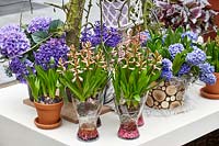 Hyacinthus mix