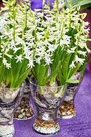 Hyacinthus Multiflora in glasvase