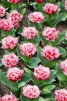 Tulipa Crispa Queensland