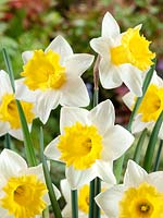 Narcissus Large Cupped Cornish King