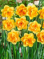 Narcissus Double Jersey Star