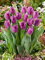 Tulipa Crispa Lilac Frizzles