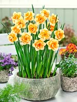 Narcissus Double Jersey Star in pot