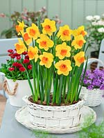 Narcissus Large Cupped Pimpernel in pot