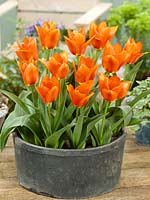 Tulipa kaufmanniana Princess Household in pot