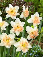 Narcissus Split Corona Palmares