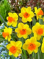 Narcissus Large Cupped Pimpernel