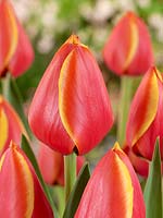 Tulipa Darwin Hybride World Legendary