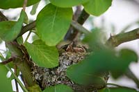 Sparrows in the nest