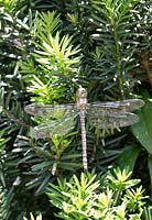Dragonfly on Taxus
