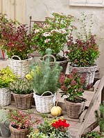 Fall plants in baskets