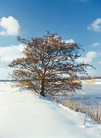Alnus glutinosa in winter