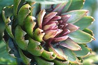 Cynara cardunculus Cardoon close up of opening bud flower head with purple to green petals