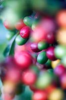 Coffea arabica Coffee berries