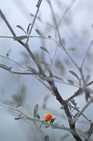 Corokia x virgata shrub in winter with orange berry