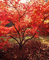 Acer palmatum (Japanese Maple) in red autumn foliage