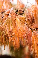 Acer palmatum Dissectum Atropurpurea detail of leave in frost