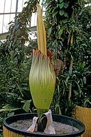 Amorphophallus titanum (Titan arum) tender exotic plant in container with emerging inflorescence