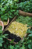Wooden crate trugs with newly picked coloured beans in vegetable bed Purple Queen Mont d Or Canadian Wonder