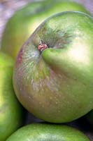 Apple 'Bramley' (Malus) close up