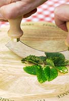 Chopping lemon balm (Melissa officinalis) leaves for infusing in hot water as a drink
