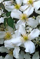 Clematis montana white flowers