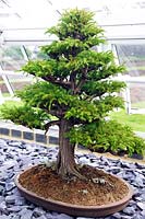 Cryptomeria japonica (Japanese cedar) bonsai tree in small ceramic dish on bed of slate mulch