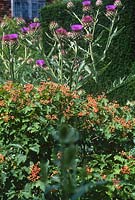 Cynara cardunculus Cardoon with purple thistle-like flowers in border with Viburnum opulus (Guelder Rose)