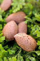 Almond (Prunus dulcis) nuts on a bed of moss