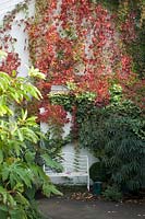 Parthenocissus henryana (Chinese Virginia creeper) in autumn colour at Crug Farm Plants, Wales.