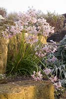 Nerine undulata flower heads caught by frost and layered with ice at the Royal Botanic Gardens Kew