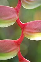 Heliconia chartacea Sexy pink lobster claws plant