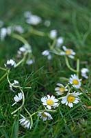 Bellis perennis Daisy chain laying in grass