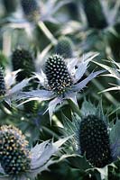 Eryngium giganteum Miss Willmott s Ghost Sea holly Close up of the flower cones with silver green bracts