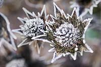 Eryngium sp in frost  Dried seed head of Eryngium frozen and ice covered