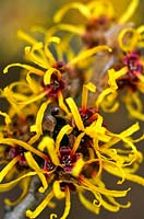 Hamamelis mollis Witch hazel Fragrant shrub with yellow flowers in winter