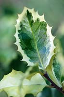 Ilex aquifolium 'Silver Queen', close up of variegated foliage